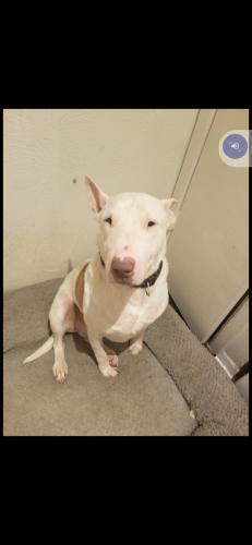Lost Male Dog last seen Wintree cndmniums, Dallas, TX 75211