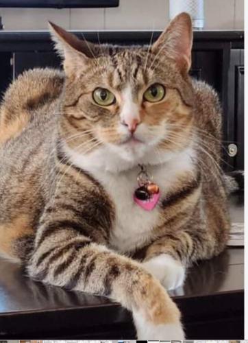Lost Female Cat last seen E. Philadelphia St / Grove Ave, Ontario, CA 91762