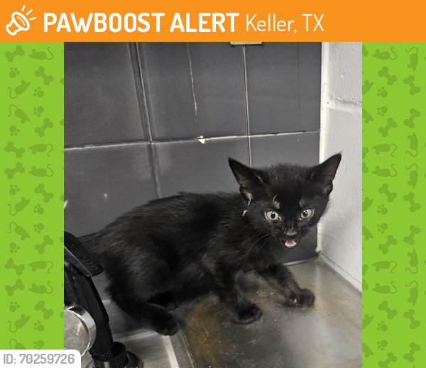Shelter Stray Male Cat last seen Southlake, TX 76092, Keller, TX 76248