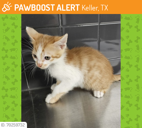 Shelter Stray Male Cat last seen Southlake, TX 76092, Keller, TX 76248
