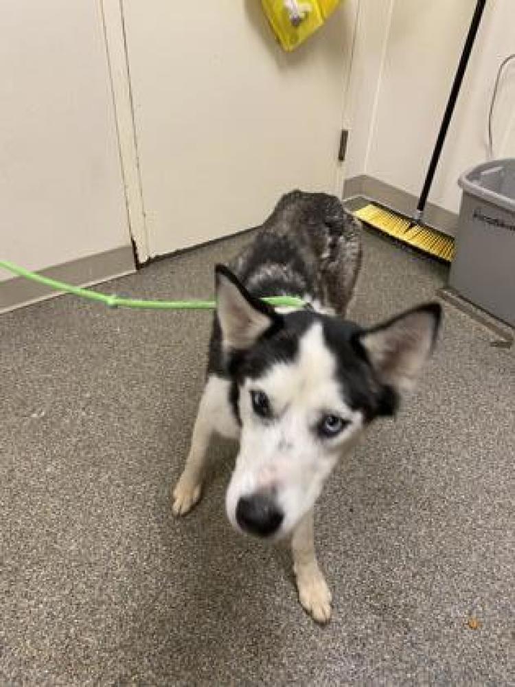 Shelter Stray Female Dog last seen Middletown, OH 45042, West Chester Township, OH 45011