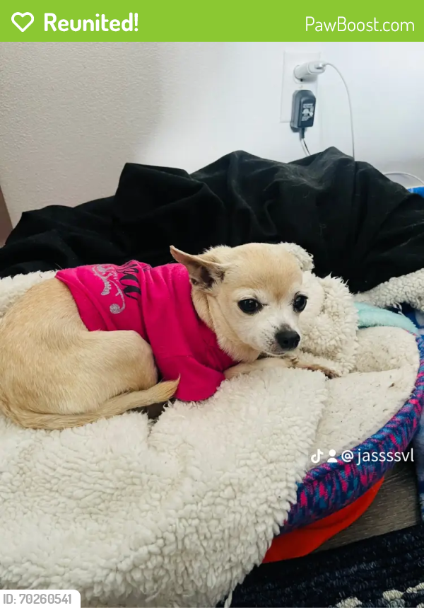 Reunited Female Dog last seen manchester and figueroa , Los Angeles, CA 90044