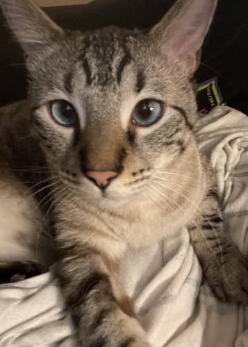 Lost Male Cat last seen E Denton Dr euless TX, Euless, TX 76039