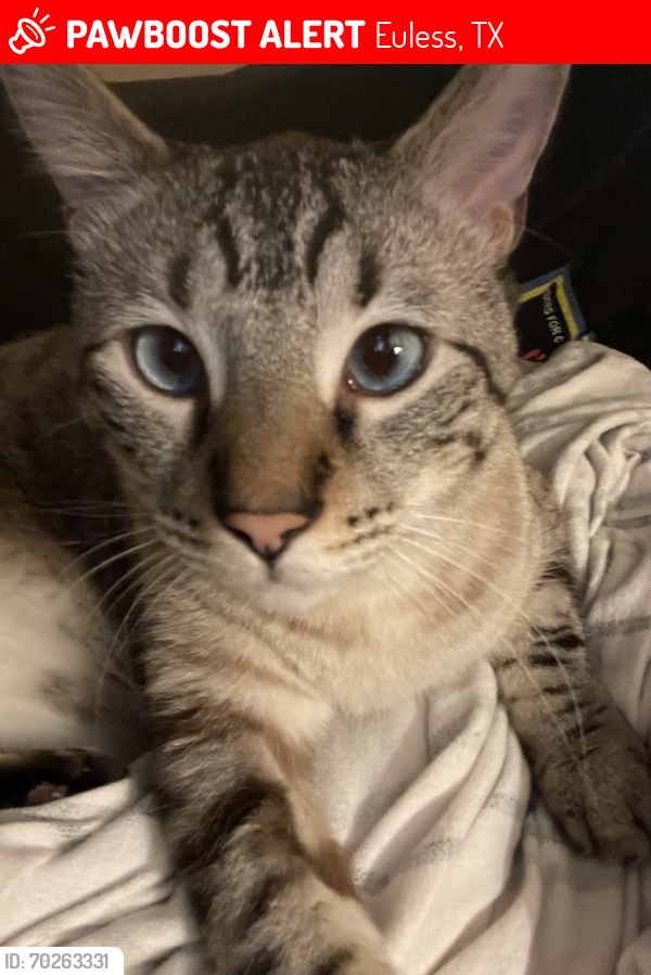 Lost Male Cat last seen E Denton Dr euless TX, Euless, TX 76039