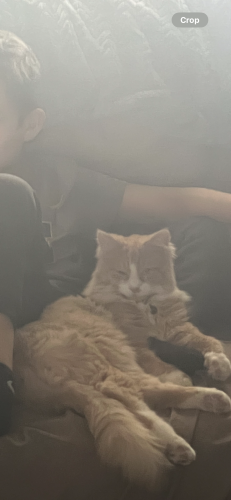 Lost Male Cat last seen Lansing ave, could have made it to Sherman oaks, Jackson, MI 49201
