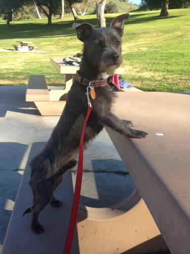 Lost Male Dog last seen E Cypress st and N Ellen Dr , Irwindale, CA 91706