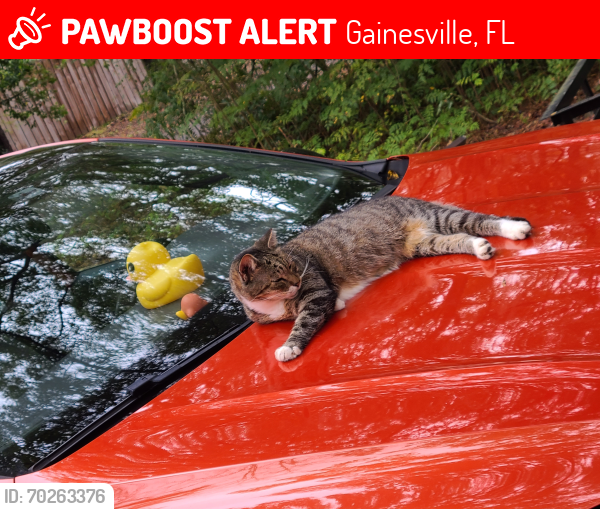 Lost Female Cat last seen Near nw 39th st, Gainesville, FL 32605