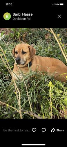 Lost Female Dog last seen Off Poinsett Hwy in North Parker area, Greenville, SC 29601