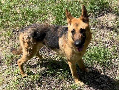 Lost Female Dog last seen Ward ave and Pine st, San Antonio, TX 78223