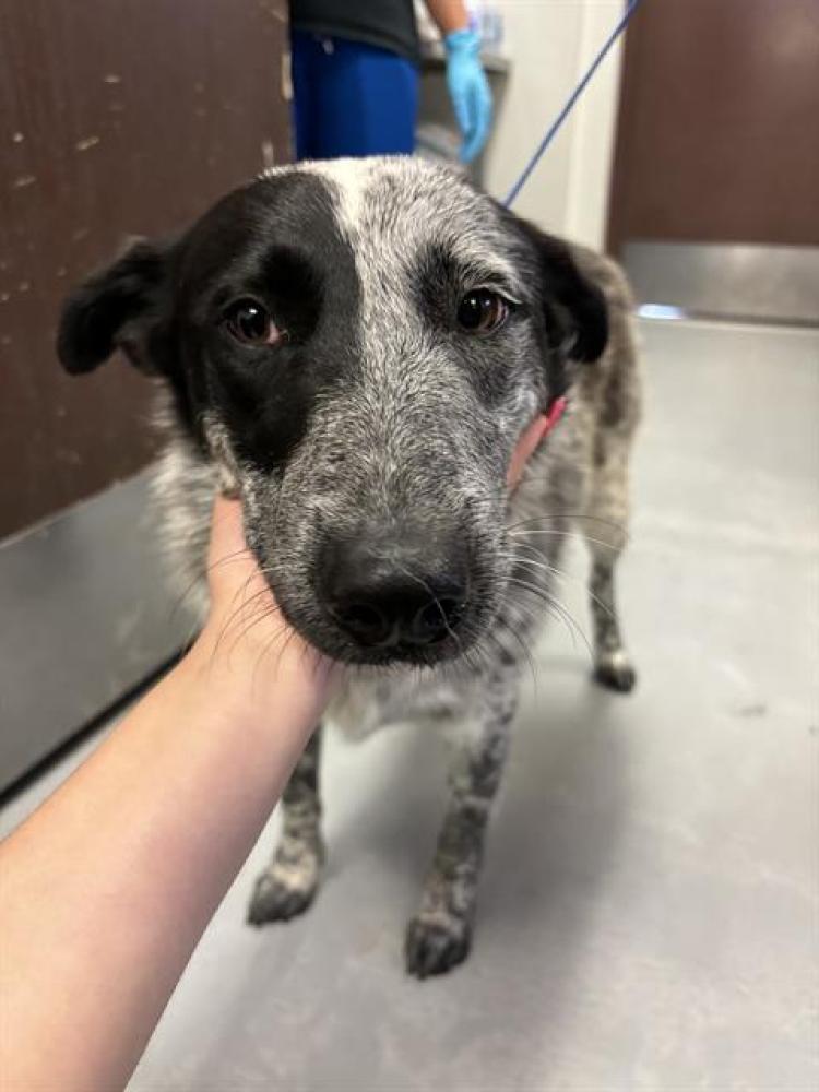 Shelter Stray Female Dog last seen EDISON/REBANK,BAKERSFIELD,CA, Bakersfield, CA 93307