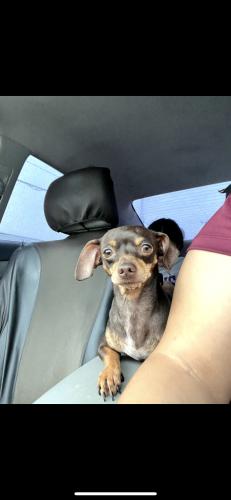 Lost Male Dog last seen Chaucer Ave, San Antonio, TX 78221