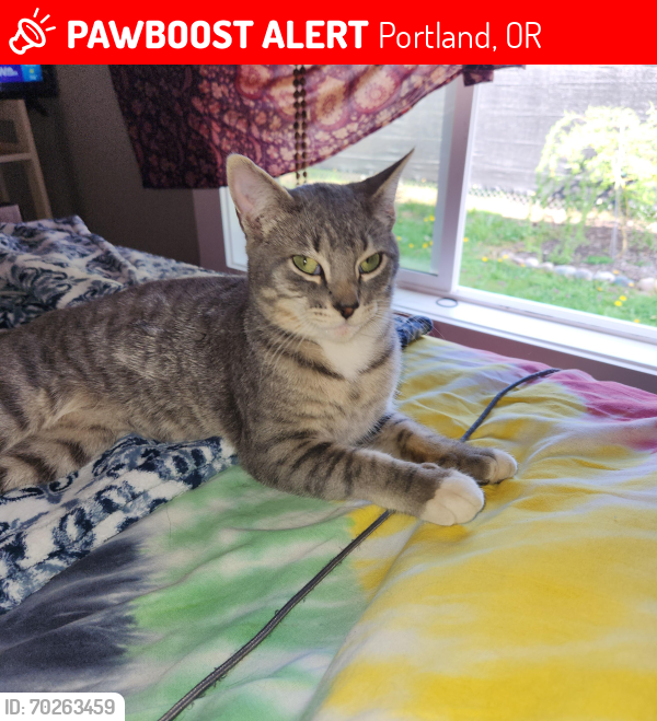 Lost Male Cat last seen Se. Marie st & Se 174th Ave., Portland, OR 97236