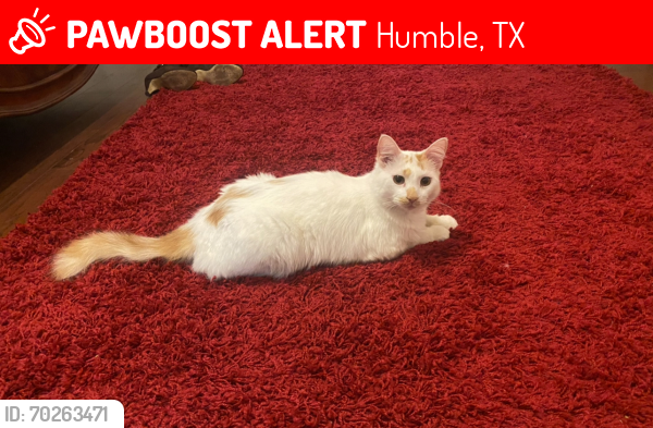 Lost Male Cat last seen Set Point Ln/Shady Ace Ln, Humble, TX 77346