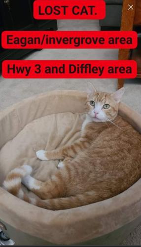 Lost Male Cat last seen Diffley and hwy 3, eagan/invergrove, Eagan, MN 55123