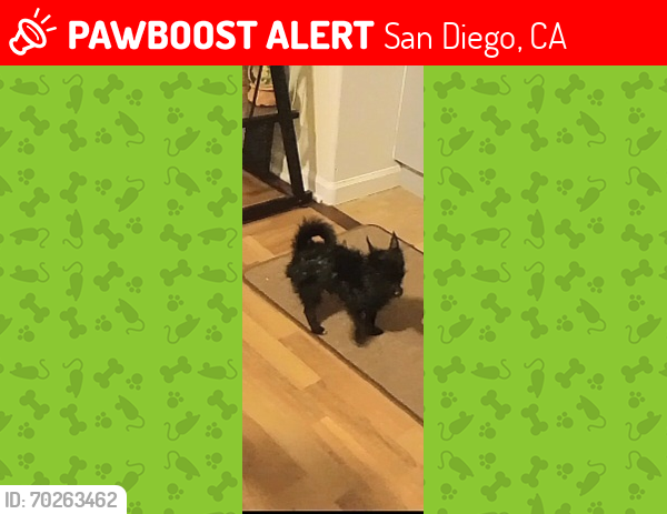 Lost Male Dog last seen Potomac Street & Rachel Avenue, San Diego, CA 92139