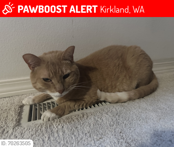 Lost Male Cat last seen 85th St, Kirkland, WA 98033