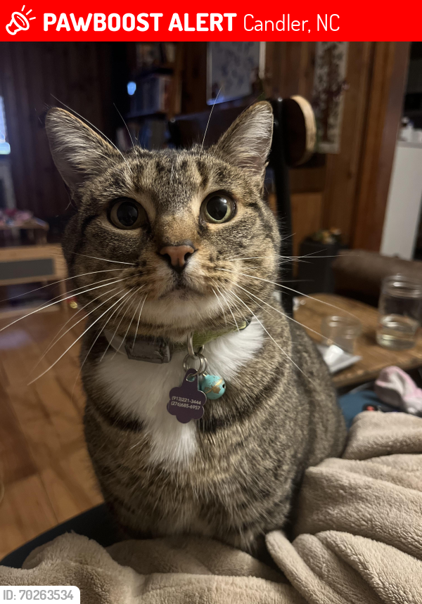 Lost Female Cat last seen Maple Ave & Moody Ave, Candler, NC 28715