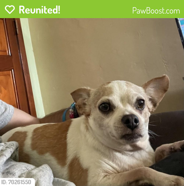 Reunited Female Dog last seen 26Th street and 104th Ave., Miami, FL 33165