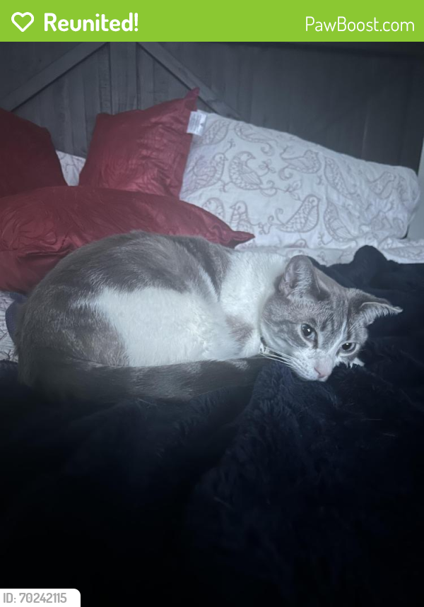 Reunited Male Cat last seen Langley , Langley Township, BC V2Y 2G1