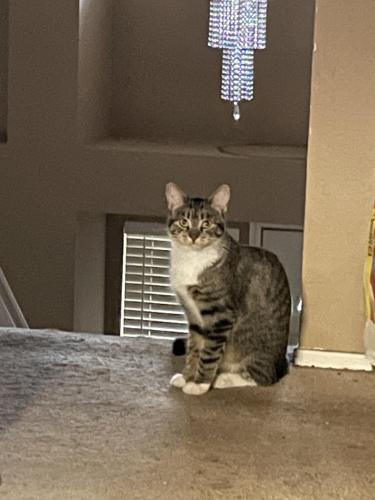 Lost Female Cat last seen Kenner Park, Tracy, CA 95376