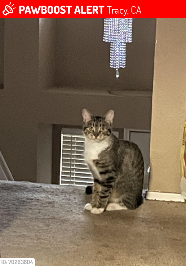 Lost Female Cat last seen Kenner Park, Tracy, CA 95376