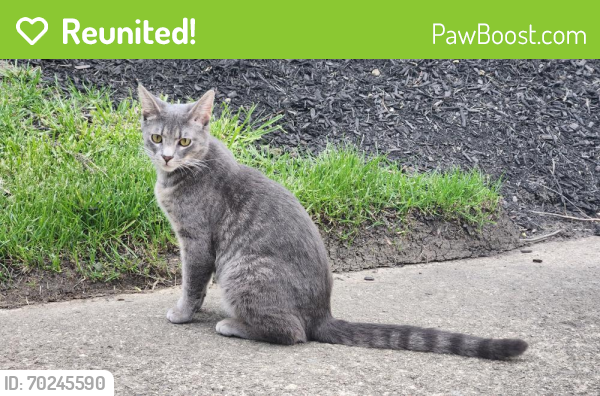 Reunited Male Cat last seen Springboro Lane SPRINGBURNE OF POLARIS complex. , Columbus, OH 43235