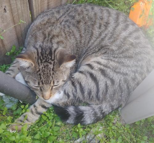 Lost Male Cat last seen Brookside Pass and brookside cove , Cedar Park, TX 78613