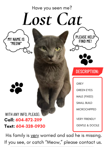 Lost Male Cat last seen Gladstone St. & East 31st , Vancouver, BC V5N 4Z6