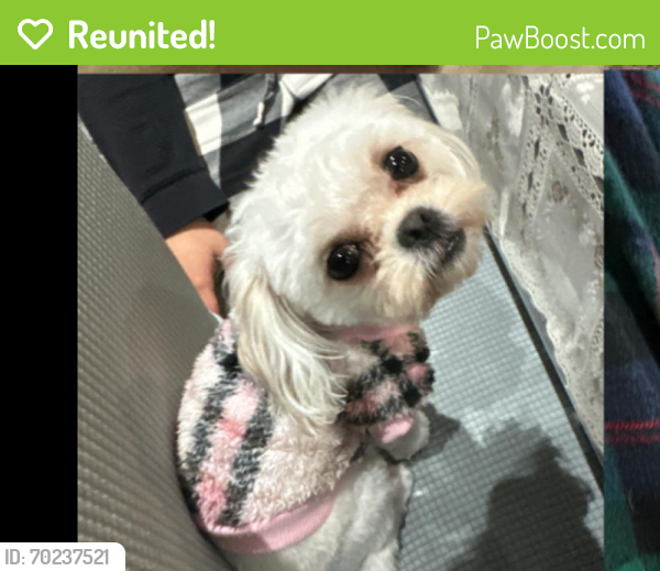 Reunited Female Dog last seen Springfield Blvd and 111th ave, Queens, NY 11429