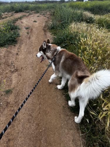 Lost Male Dog last seen Parkridge, Corona, CA 92879