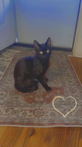 Lost Male Cat last seen South 7th and Cumberland , Allentown, PA 18103
