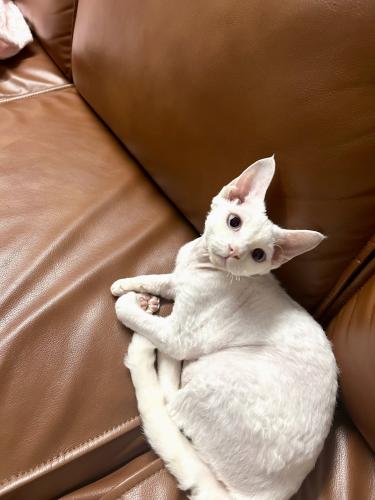 Lost Female Cat last seen Near n sunset ave West Covina, West Covina, CA 91790