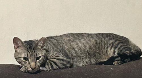 Lost Male Cat last seen South Keswick road & Morrell Ave Philadelphia, pa 19114, Philadelphia, PA 19114