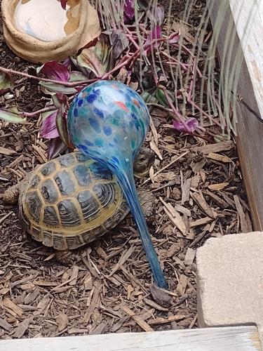Lost Male Reptile last seen Rohr Lane and overla blvd, Englewood, OH 45322