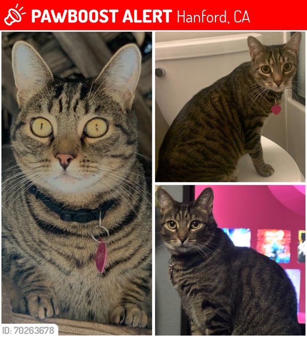 Lost Male Cat last seen Moffat, Hanford, CA 93230