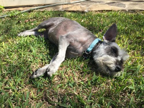Lost Female Dog last seen Stonefield Neighborhood , San Antonio, TX 78254