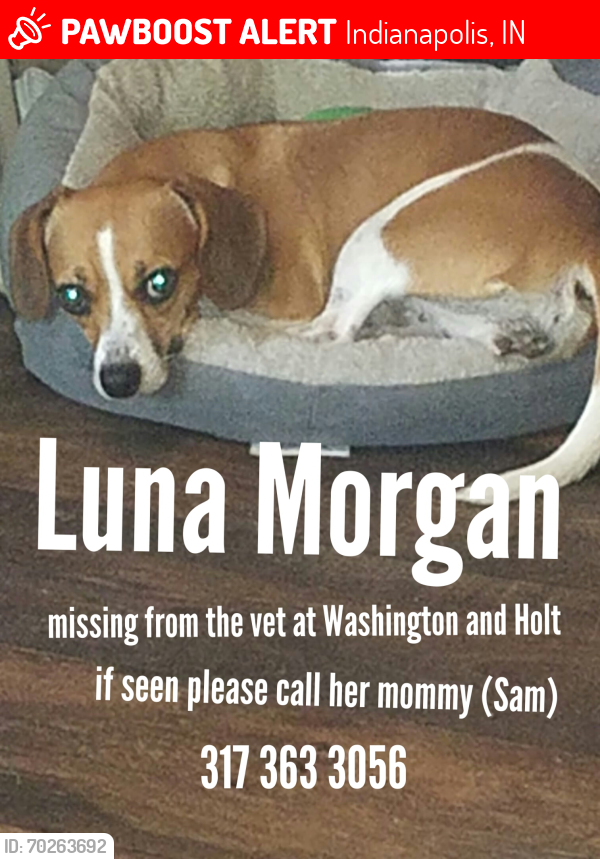 Lost Female Dog last seen West Washington and Holt, Indianapolis, IN 46241