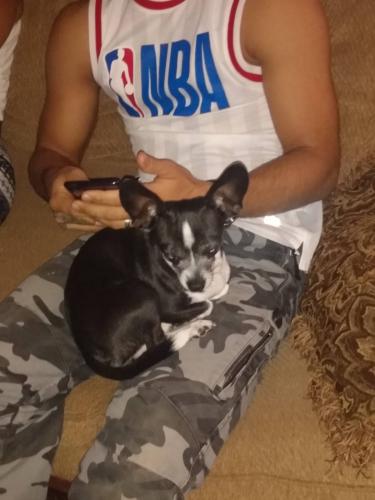 Lost Male Dog last seen Peal road cleveland ohio, Cleveland, OH 44109