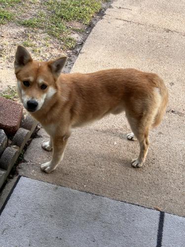 Found/Stray Male Dog last seen Merrymeadow, Houston, TX 77049