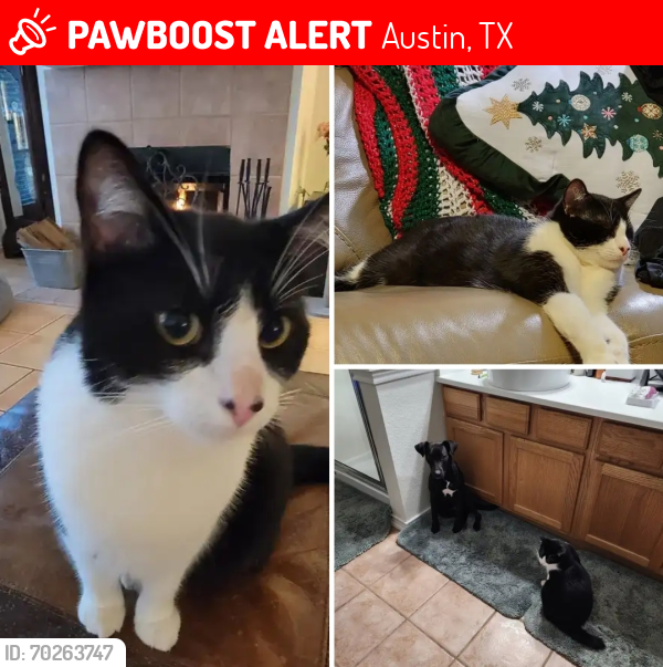 Lost Male Cat last seen Corner wood and 620, Austin, TX 78717