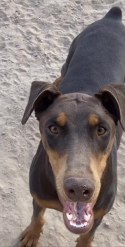 Lost Female Dog last seen Blake and Unser , Albuquerque, NM 87121
