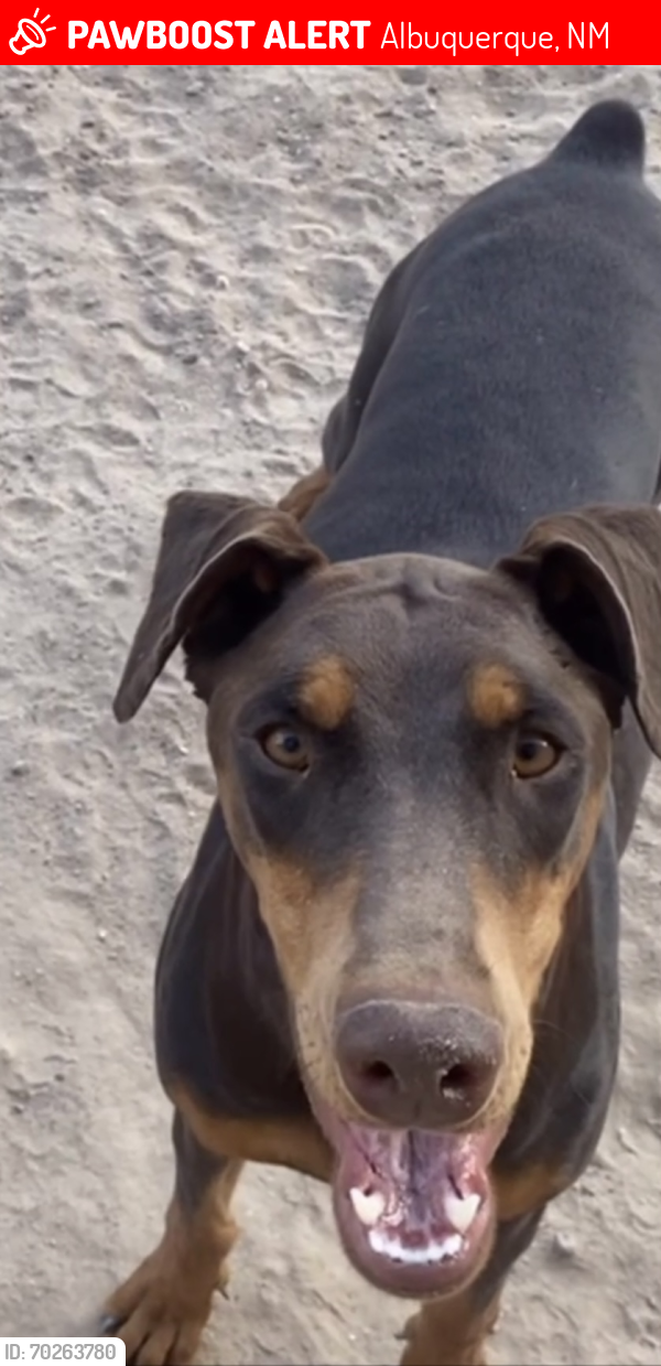 Lost Female Dog last seen Blake and Unser , Albuquerque, NM 87121