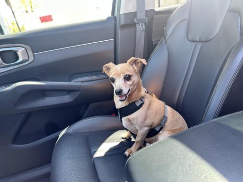 Lost Male Dog last seen Anaheim and Rose, Long Beach, CA 90802