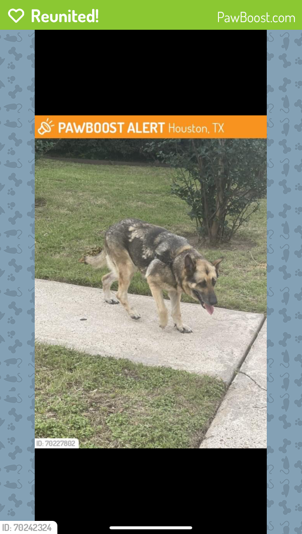 Reunited Female Dog last seen Sterlingame dr , Houston, TX 77031