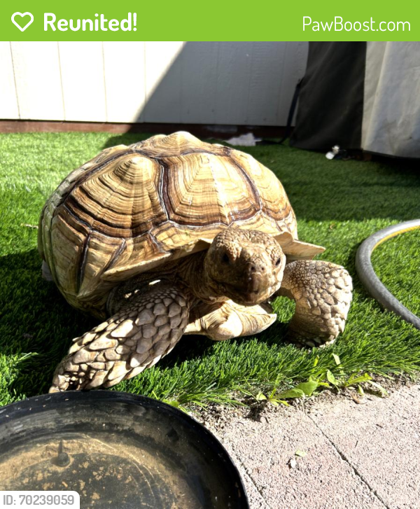 Reunited Male Reptile last seen Ave i & 13th street west, Lancaster, CA 93534