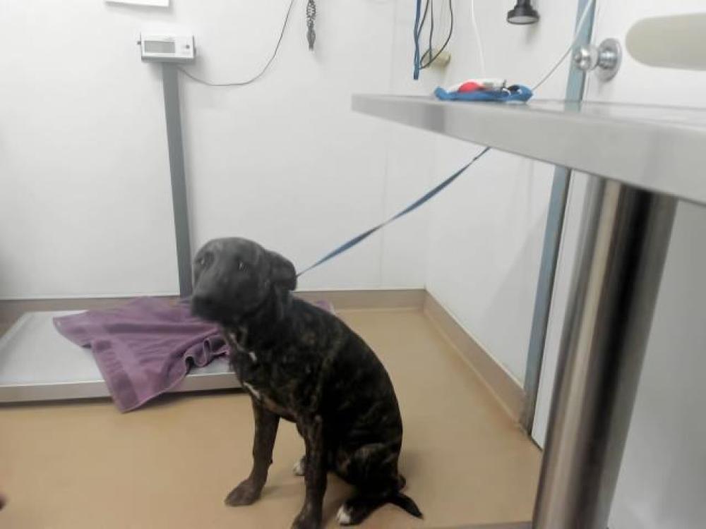 Shelter Stray Male Dog last seen HUNTWOOD/TENNYSON, Hayward, CA 94544