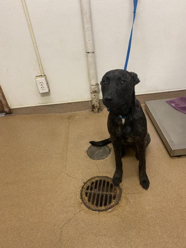 Shelter Stray Female Dog last seen HUNTWOOD/TENNYSON, Hayward, CA 94544