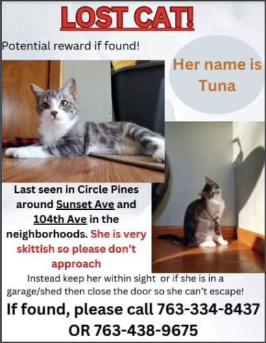 Lost Female Cat last seen Near 104th & Sunset in Circle Pines about 2 blocks north of Centennial High School , Circle Pines, MN 55014