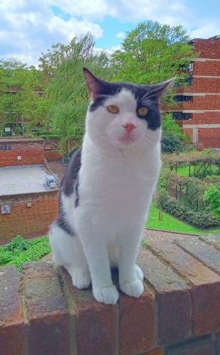 Lost Male Cat last seen Lillington and Longmoore Garden est, Greater London, England SW1V