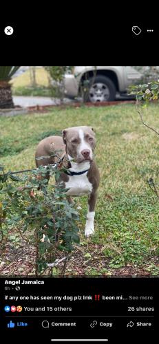 Lost Male Dog last seen Kroger, Houston, TX 77087